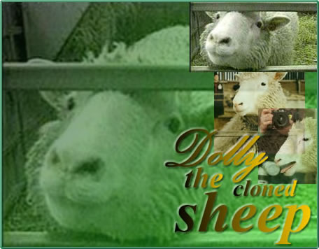 Dolly the Cloned Sheep