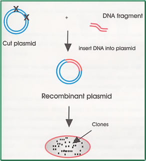 Cut plasmid, insert DNA into plasmid and recombinant plasmid
