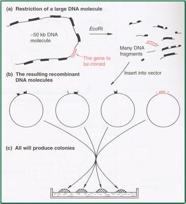 Ilustration of the problem of selection