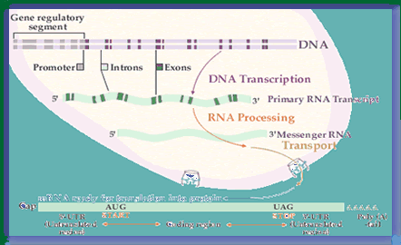 Gene regulatory segment, promoter, introns, exons