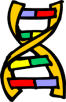 A half DNA ladder