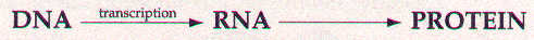 DNA transcription to RNA to PROTEIN
