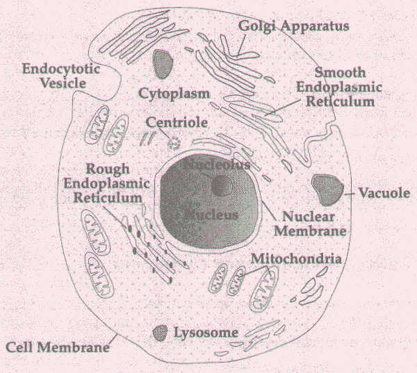 Golgi Apparatus, Endocytotic Vesicle, Mitochondria, Vacuole