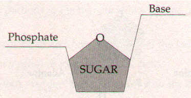 phosphate - sugar - base
