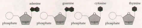 phosphate - sugar - adenine nucleotides