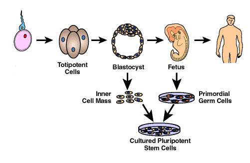 Totipotent Cells, Blastocyst, Fetus, Primordial Germ Cells