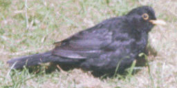 Where be that blackbird too? Oi know where he be..